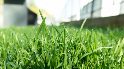 Routine Lawn Care in Bowie, MD